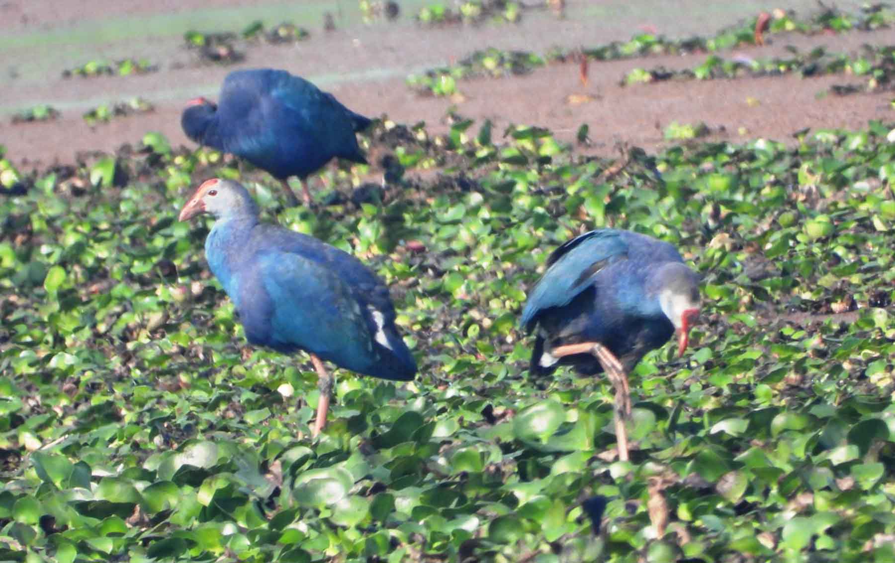 कुर्मा चरा  ‘पर्पल स्वाम्पहेन’